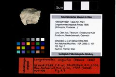 Foto (Objekt + Etikett) von Longodromites angustus (Reuss, 1858)  (NHMW-GEO-1990-0041-2691)